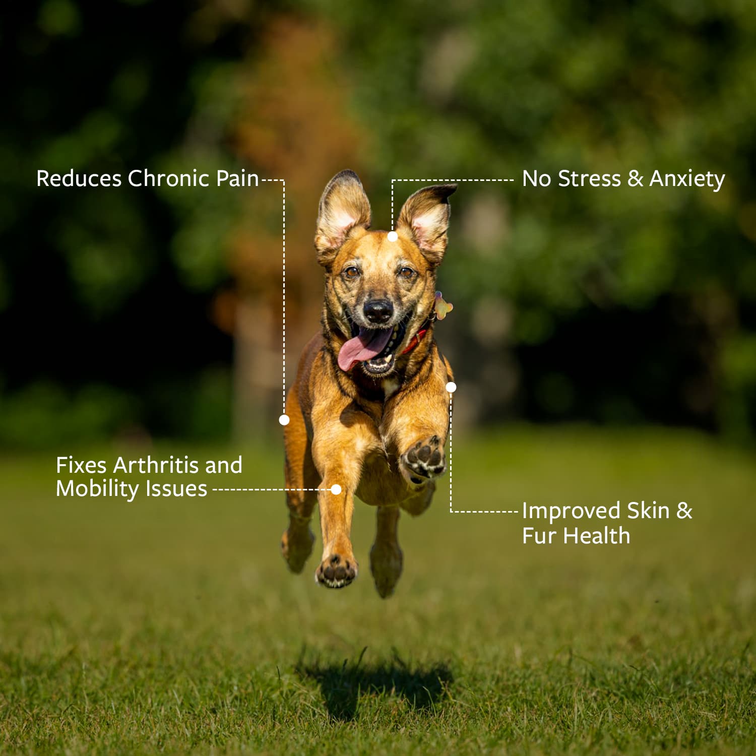 Image of a healthy dog running in an open field with four benefits of Pasupati Tailam marked on the image