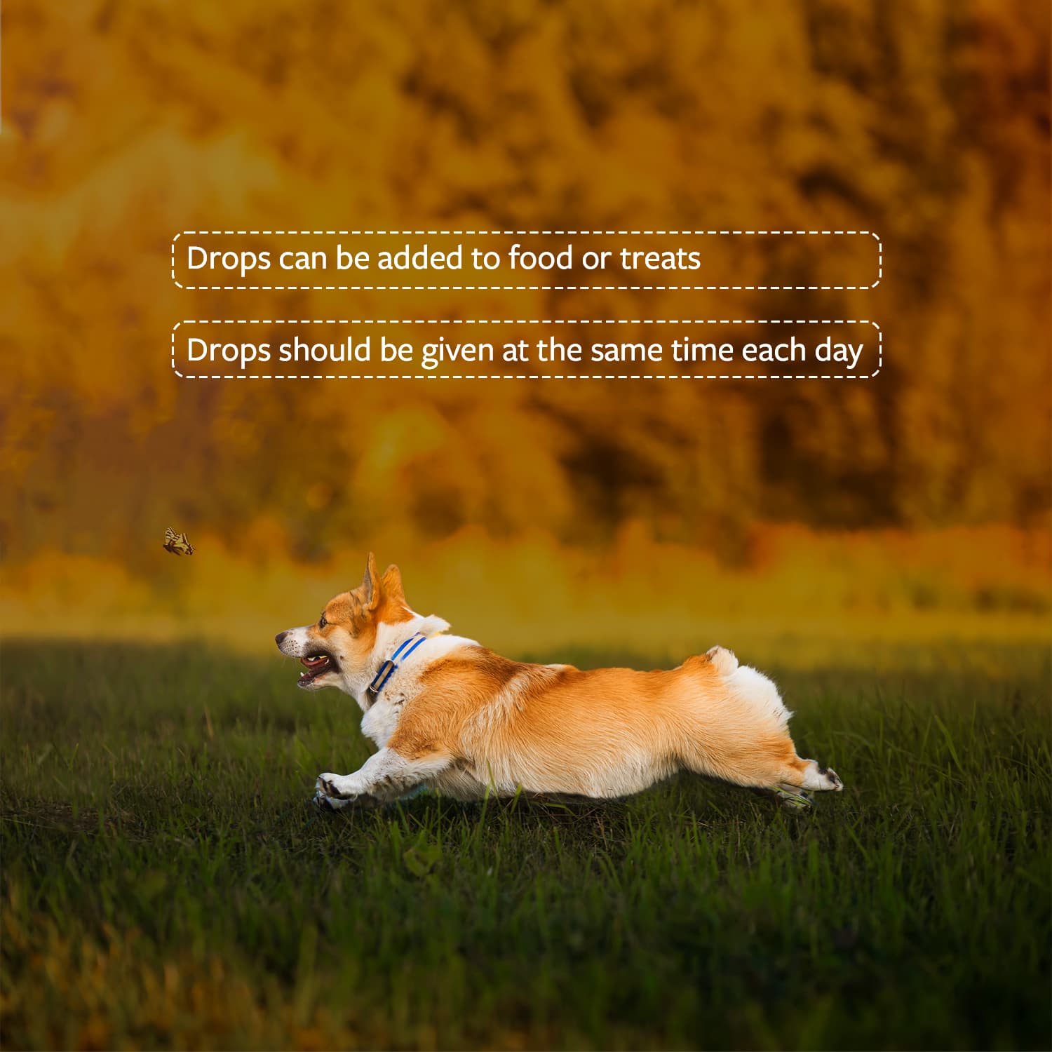 Image of a dog running in an open grass field with dosage instructions for Pasupati Tailam, a polyherbal formulation for dogs
