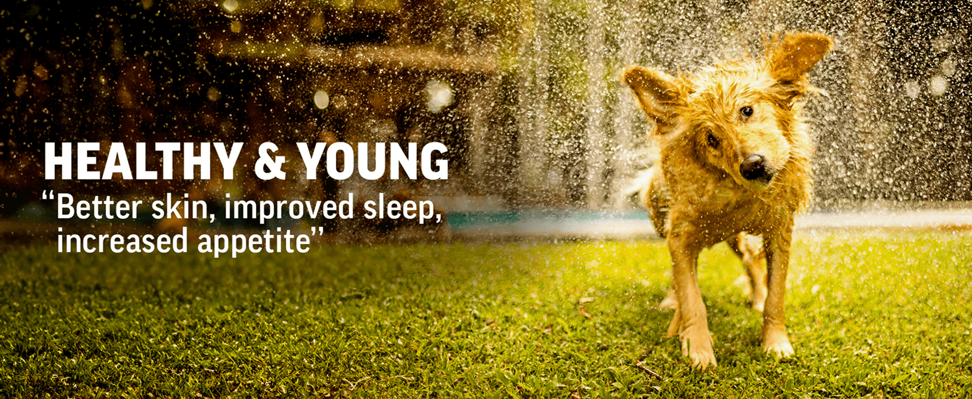 An image of a dog drying itself and feeling healthy with Pasupati Tailam benefits