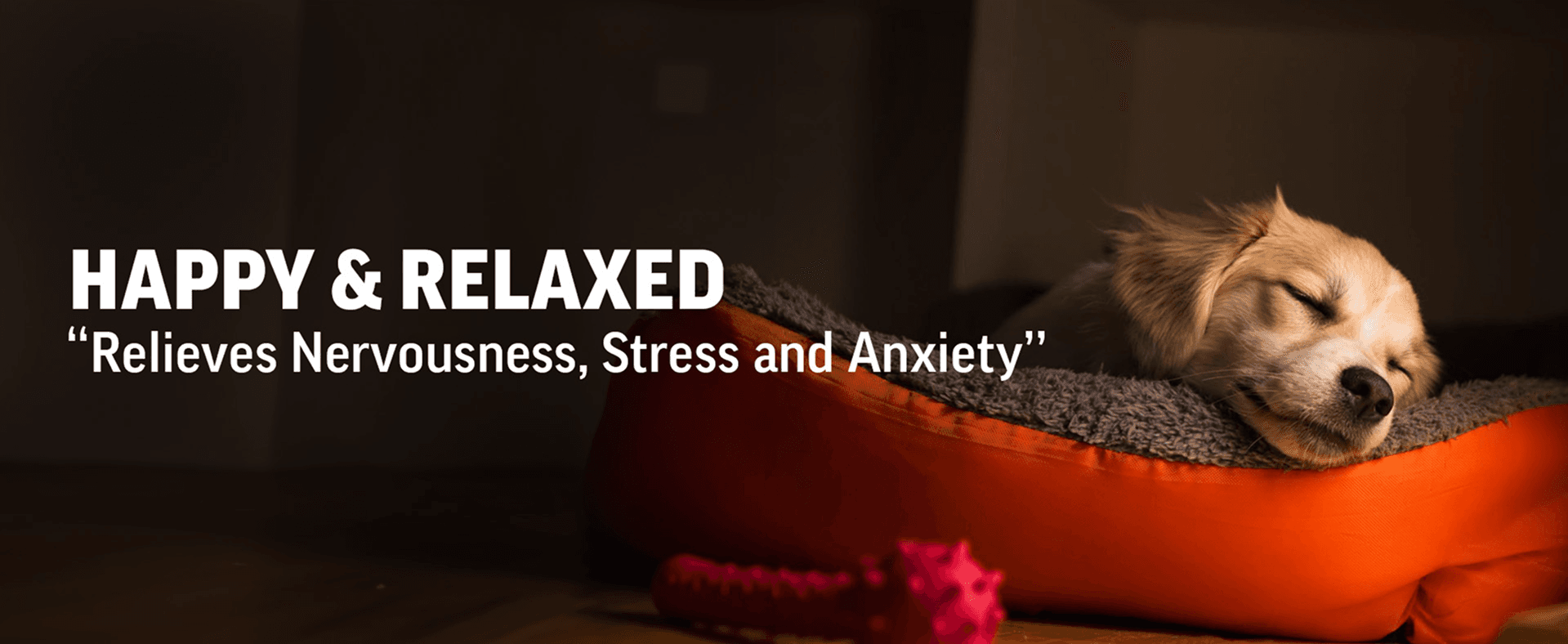 An image of a dog relaxing peacefully feeling happy with Pasupati Tailam benefits