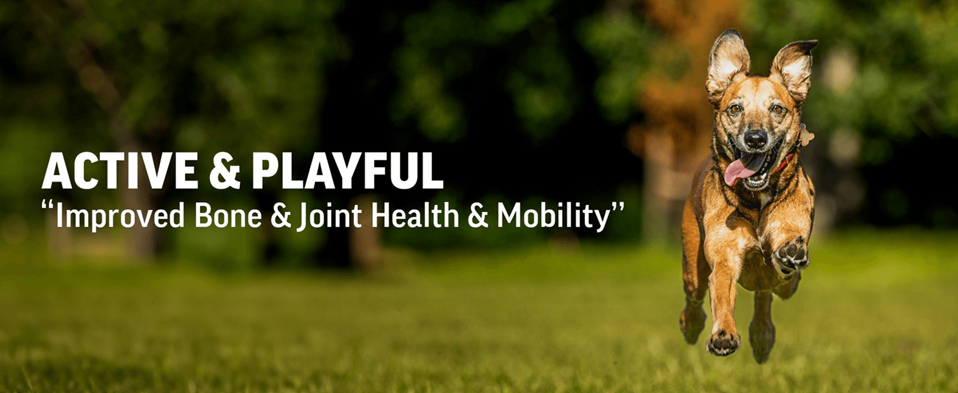 An image of an active dog running in an open ground feeling happy with Pasupati Tailam benefits